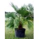 Chinese Fan Palm / Livistona chinensis